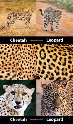 What Is the Difference between Leopard and Cheetah Print: A Delve into the Wildlife Beauty of Patterns